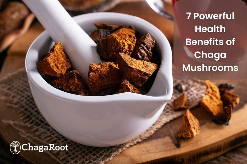 7 Powerful Health Benefits of Chaga Mushrooms Backed by Nature and Science