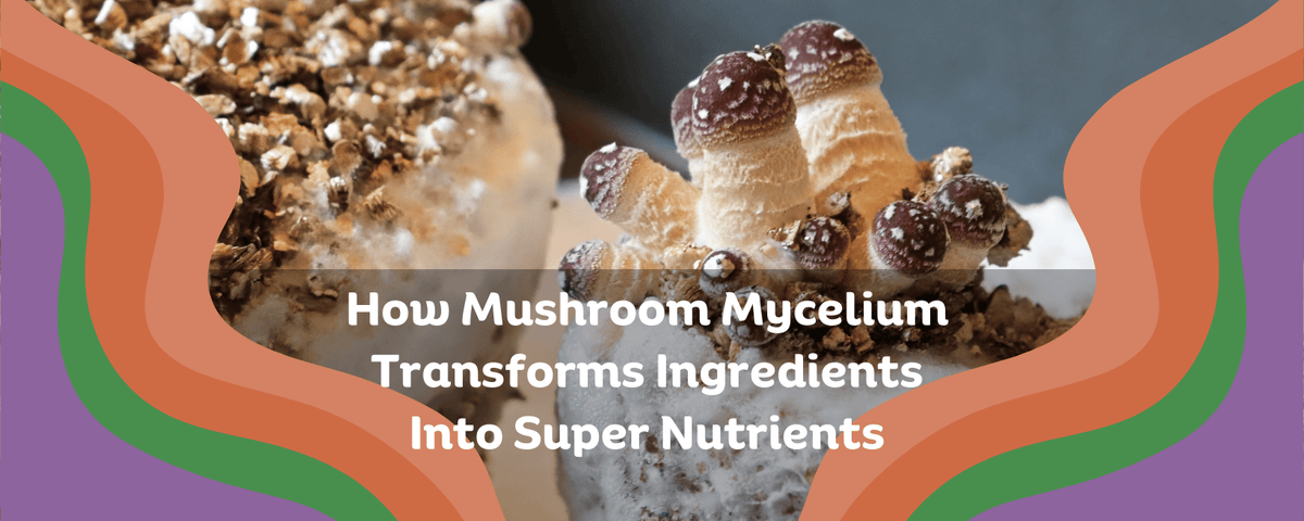 Mushroom Mycelium Transforms Ingredients Into Super Nutrients